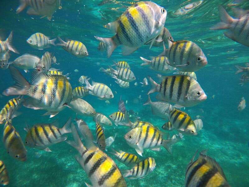 Isla Mujeres: Snorkeling Adventure at the Underwater Museum - How the timing works: a tight day without feeling rushed