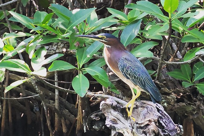 Kayak adventure through Laguna Nichupté in Cancun - What’s Included: Dry-Bag Comfort, Snacks, and Photos