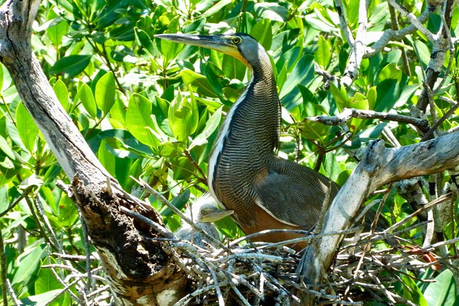 Kayak adventure through Laguna Nichupté in Cancun - Who Should Book This Kayak Through the Mangroves?