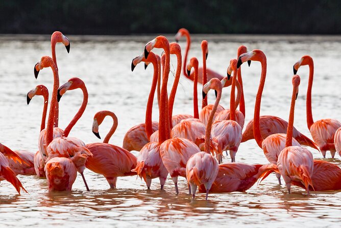 Las Coloradas Pink Lake & Rio Lagartos Guided Tour - Money, dress, and small comfort moves that prevent regret