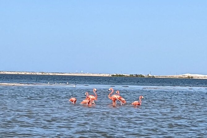 Las Coloradas Tour! Boat Ride, Lunch & Rio Lagartos from Cancun - Lunch and Snacks: Box Meal Now, Real Lunch Later
