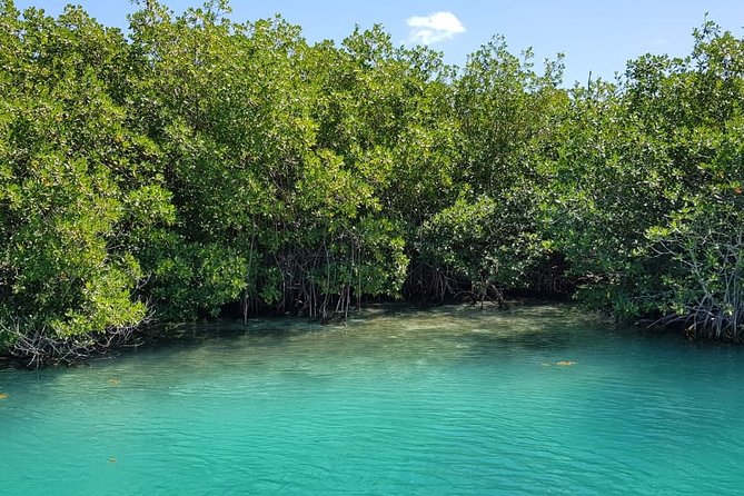 Mangrove and Lagoon Speed Boat Tour - What you get besides the boat: gear, comfort, and real-world convenience
