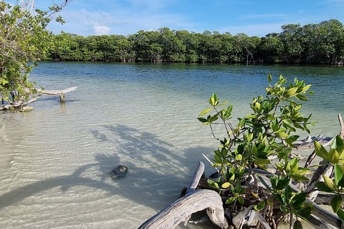 Mangrove and Lagoon Speed Boat Tour - Where you meet and how the timing feels