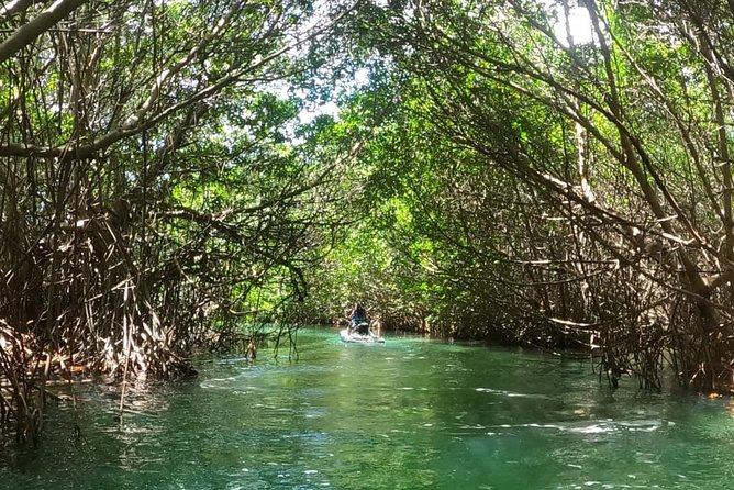 Mangrove and Lagoon Speed Boat Tour - My practical tips so you avoid the common disappointments