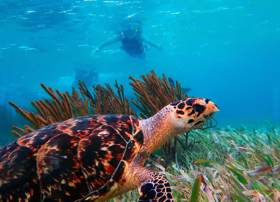 Puerto Morelos: National Reef Park Snorkeling & Beach Lunch - Puerto Morelos Reef Snorkeling With Town Time That Actually Makes Sense