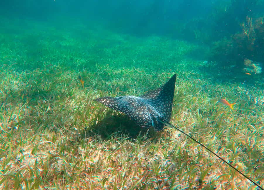 Puerto Morelos: National Reef Park Snorkeling & Beach Lunch - The Snorkel Gear and Safety Setup You’ll Be Glad You Didn’t Have to Manage