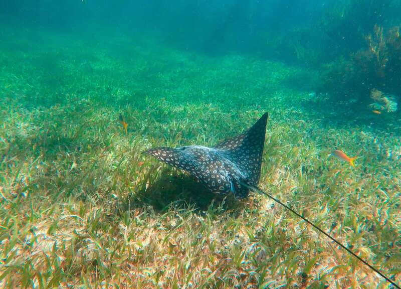 Puerto Morelos: National Reef Park Snorkeling & Beach Lunch - The Guide Experience: Professional, Attentive, and Safety-First