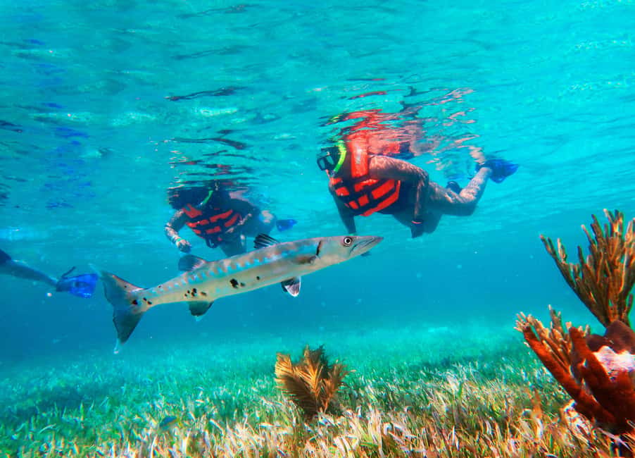 Puerto Morelos: Snorkel, Town Walk, Tequila & Beach Lunch - Puerto Morelos Reef Snorkel: the value of a quick trip from Cancun