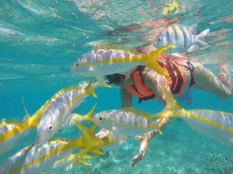 Puerto Morelos: Snorkeling at The National Reef Park - What you’re paying for: $37 and why it can be good value