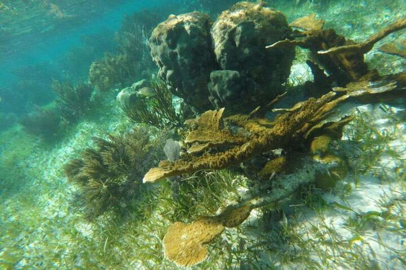 Puerto Morelos: Snorkeling Guided Activity - Puerto Morelos National Park: why this reef is special