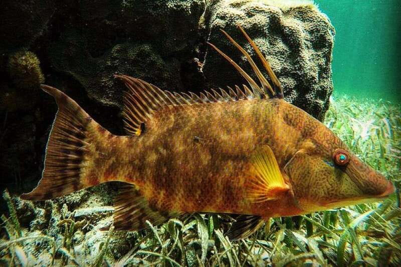 Puerto Morelos: Snorkeling Guided Activity - Your guide’s job: more than pointing fish