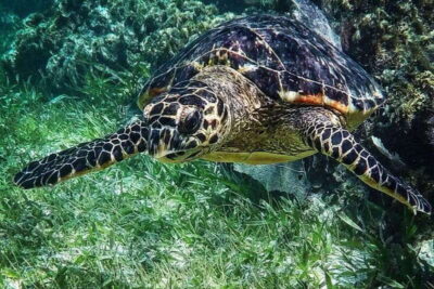 Puerto Morelos: Snorkeling Guided Activity - Two stops in 2 hours: how the timing works on your body
