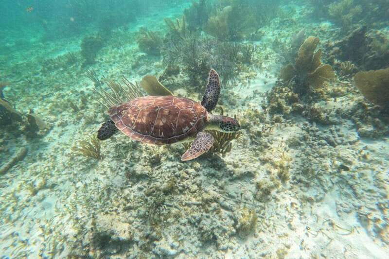Puerto Morelos: Snorkeling Guided Activity - Sun rules in the park: why sunscreen gets banned