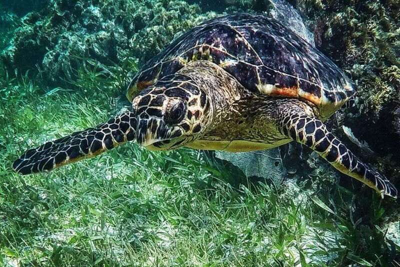 Puerto Morelos: Snorkeling Guided Activity - Two stops in 2 hours: how the timing works on your body