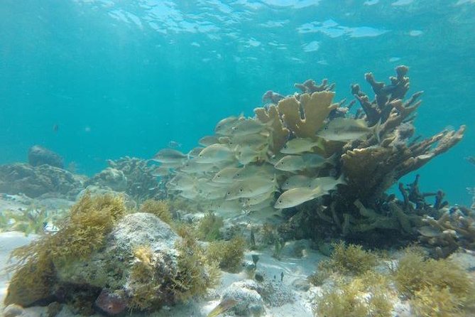 Reef Snorkeling & Jungle Speedboat Adventure with Mayan Ceremony - Reef Snorkeling: What to Expect (and What Could Change)