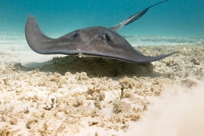 Riviera Maya Luxury Snorkeling Cruise with Lunch and Drinks - Price and Value: $139 Plus the $15 Government Fee