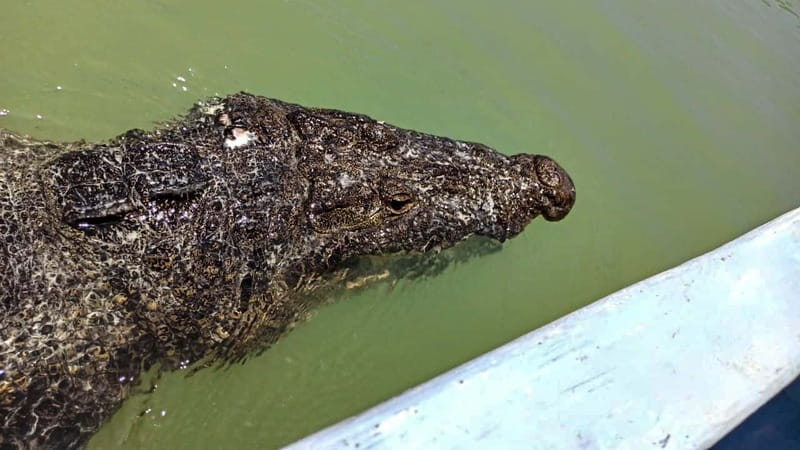 Riviera Maya: Rio Lagartos & Las Coloradas Day Trip w/Lunch - Rio Lagartos Biosphere Reserve: boat canals, birds, and crocodile sightings