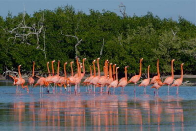Riviera Maya: Rio Lagartos & Las Coloradas Day Trip w/Lunch - Las Coloradas pink salt lakes: timing, color changes, and the bike-bridge option