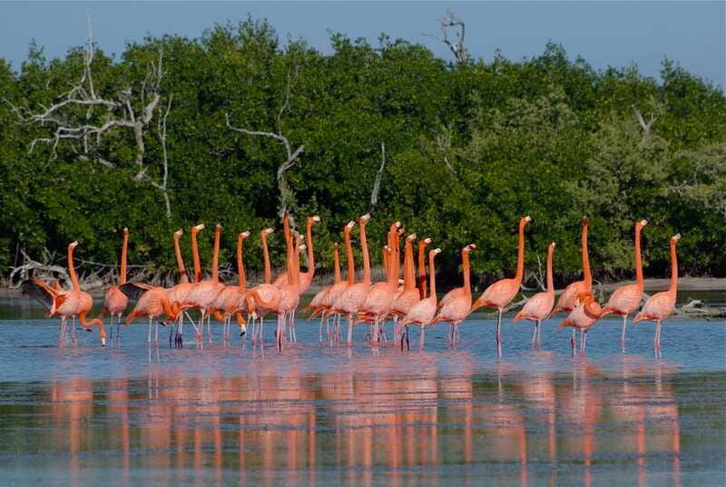 Riviera Maya: Rio Lagartos & Las Coloradas Day Trip w/Lunch - Wildlife time management: birds, crocodiles, and motion-sickness prep