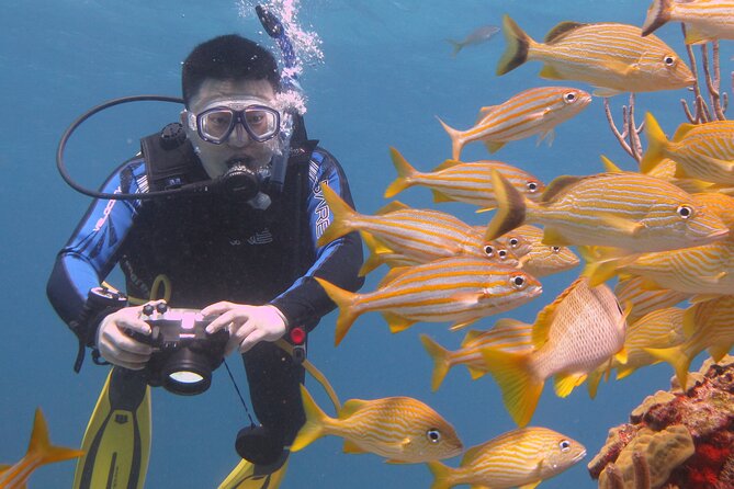 Scuba Diving Under Water Museum and Reef for beginners - Manchones Reef: Your First Real Reef Session for Marine Life
