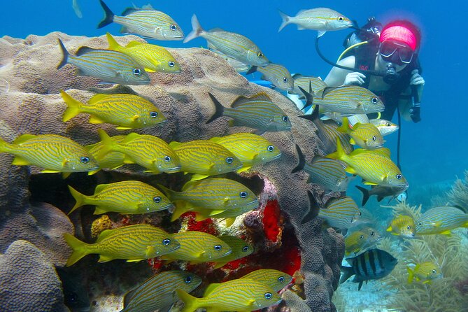 Scuba Diving Under Water Museum and Reef for beginners - Safety, Small Groups, and the One Thing You Can’t Control: Seasickness