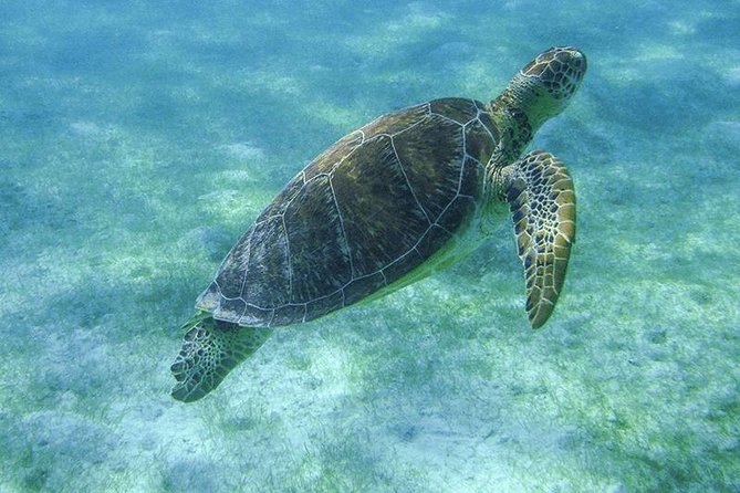 Sea Turtle Snorkeling Ecofriendly Tour from Cancun & Riviera Maya - What you’ll see beyond turtles: coral and fish, plus reef scenery