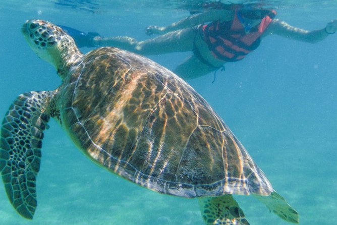 Sea Turtle Snorkeling Ecofriendly Tour from Cancun & Riviera Maya - Gear, snacks, and the end-of-tour routine
