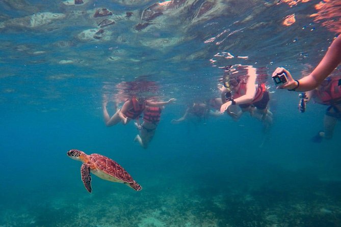 Sea Turtle Snorkeling Ecofriendly Tour from Cancun & Riviera Maya - Price and value: $149 can feel fair or steep