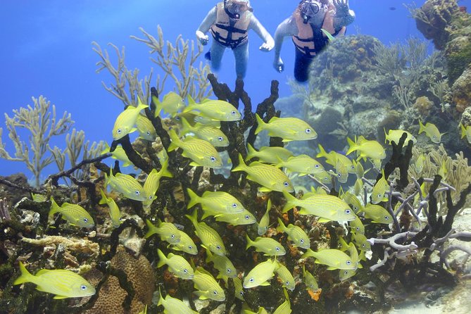 Sea Turtle Snorkeling Ecofriendly Tour from Cancun & Riviera Maya - Timing realities: it can run long, so plan your morning