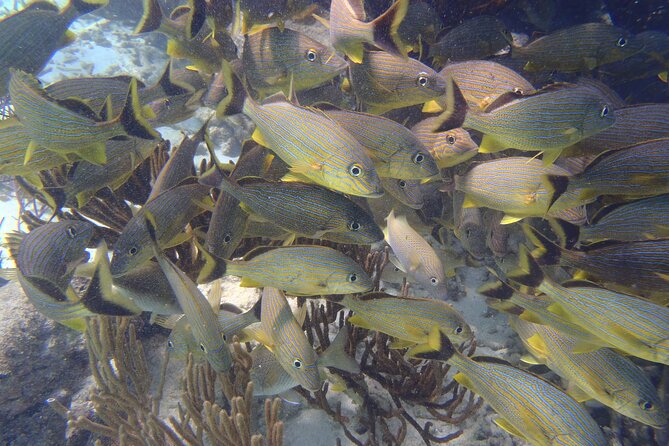 Small-Group Mesoamerican Barrier Reef Snorkeling in Puerto Morelos - Gear, wetsuits, and the strict reef-friendly sunscreen policy