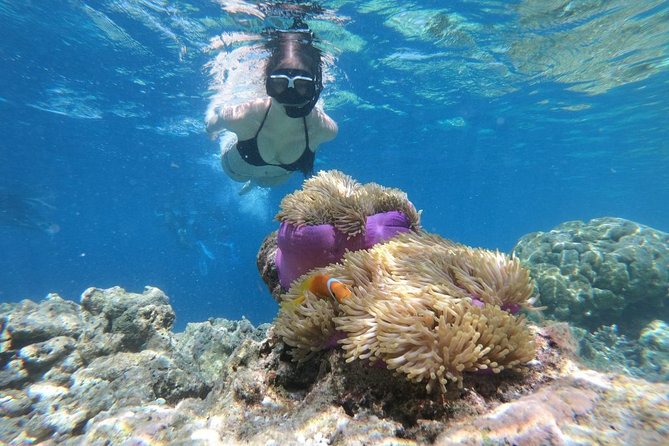 Snorkel in the second largest reef in the world Colorful tour in Puerto Morelos - Who should book this Puerto Morelos reef snorkel (and who should skip it)