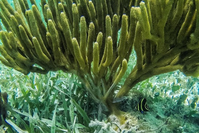 Speedboat and snorkel tour: Single Passenger Boat - Who should book this, and who should skip it