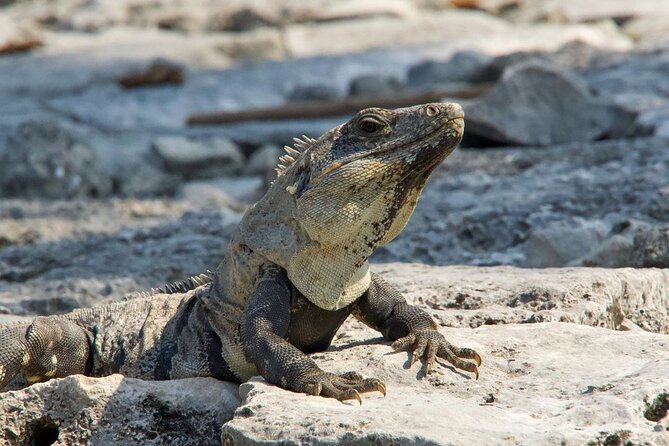 Tulum, Coba ruins and The Cenote 6 hours Private Tour - Entering Tulum’s ruins at 9 am: views, animals, and a sea-cliff setting
