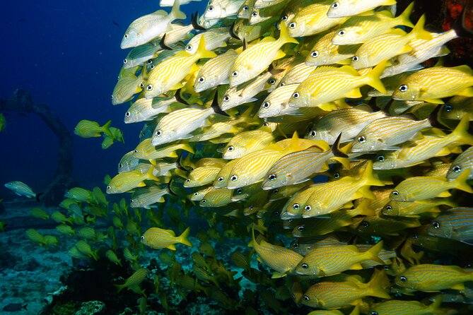 Two Dives and Class for Begginers Divers in Cancun - Theory + pool practice: where instructors earn your trust