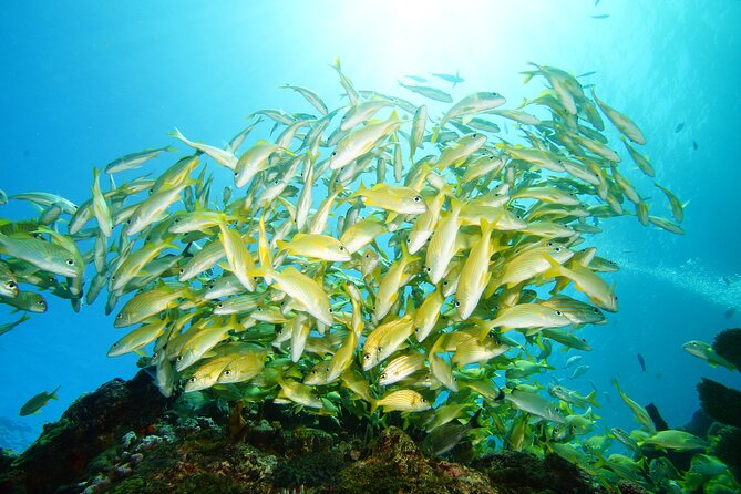 Two Reefs For Certified Divers in Cancun - Punta Negra plus Grampin/The Tunnel: a reef combo with built-in variety