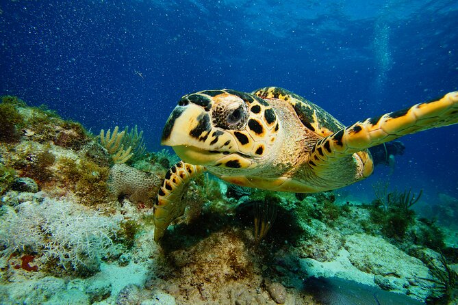 Two Reefs For Certified Divers in Cancun - Check-in vibe at Scuba Total: small group attention, less waiting