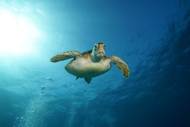 Two Reefs For Certified Divers in Cancun - First underwater session at Punta Negra Reef (~55 ft): coral, fish, and calm early success