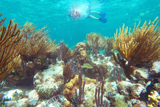 Ultimate 5x1 Combo with ATV, Ziplines, Cenote & Reef Snorkeling - A Full-Day Cancun Combo: Reef, Jungle Air, Mud, and Water